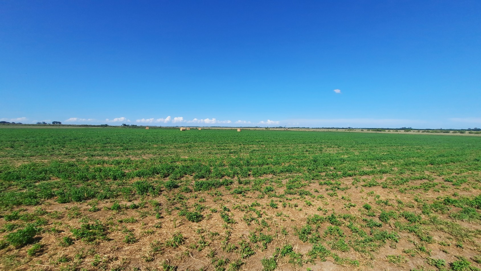 Campo agricola de 40 hectareas en Rueda (Santa Fe)