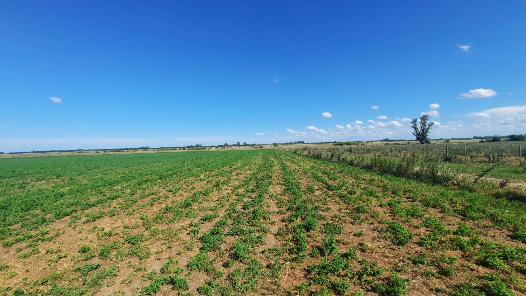 Campo agricola de 40 hectareas en Rueda (Santa Fe)