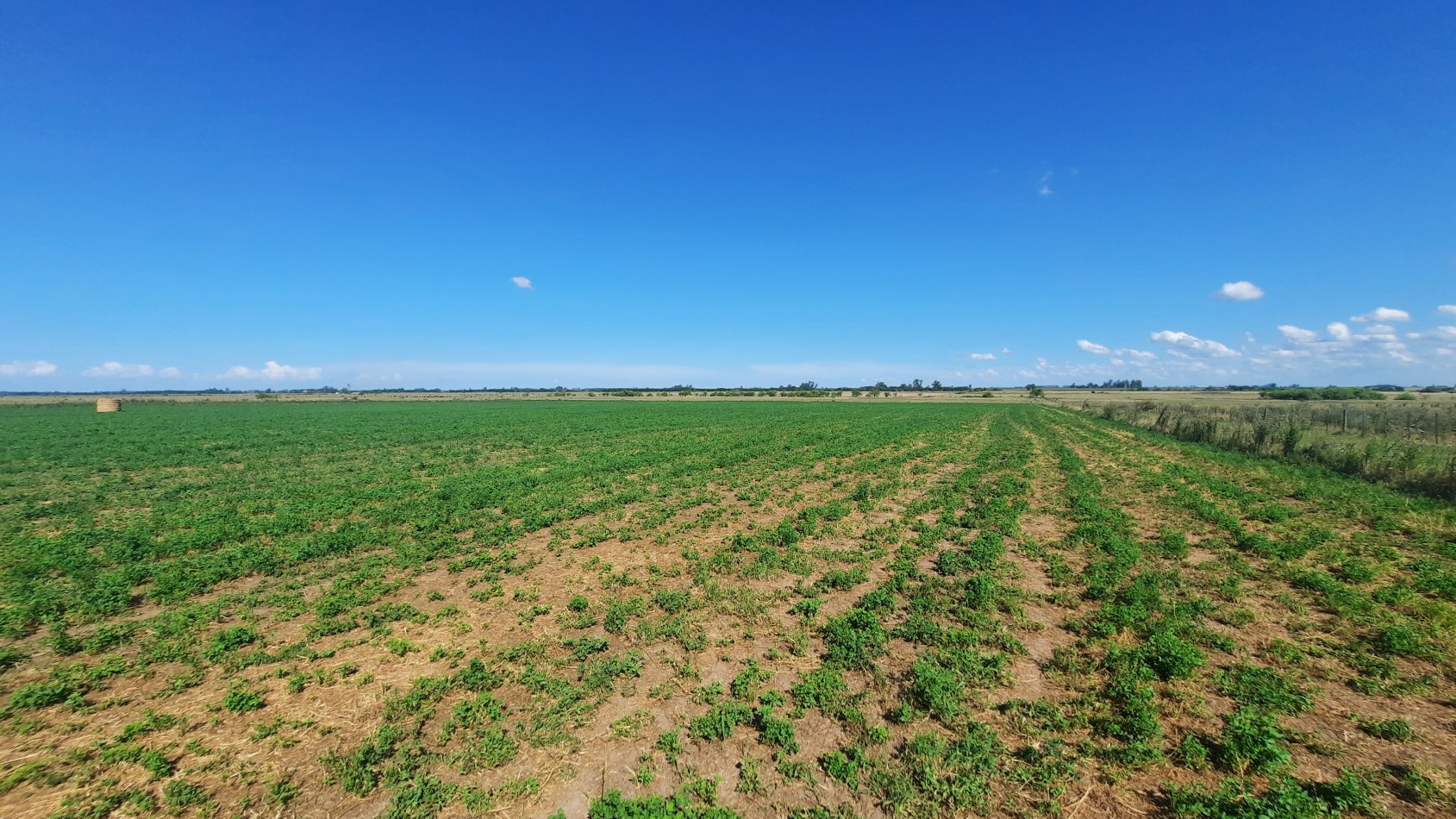 Campo agricola de 40 hectareas en Rueda (Santa Fe)