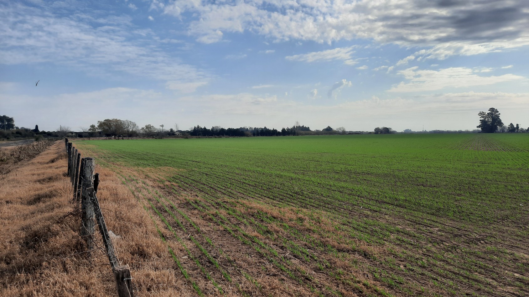 Campo agricola de 24,5 hectareas con mejoras en San Nicolas