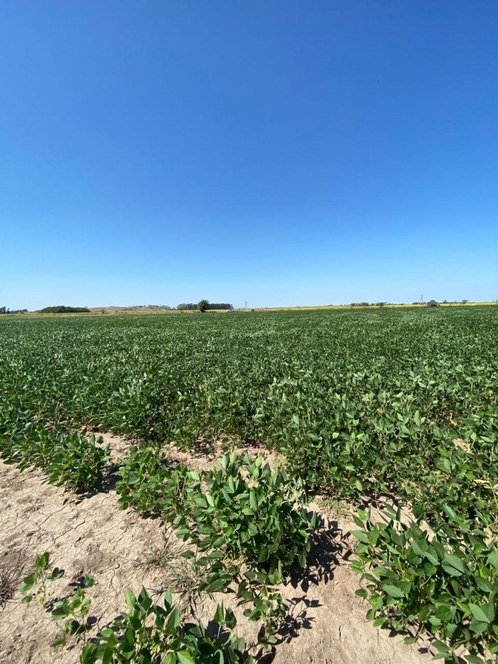 Campo de 85 hectareas agricolas en San Nicolas