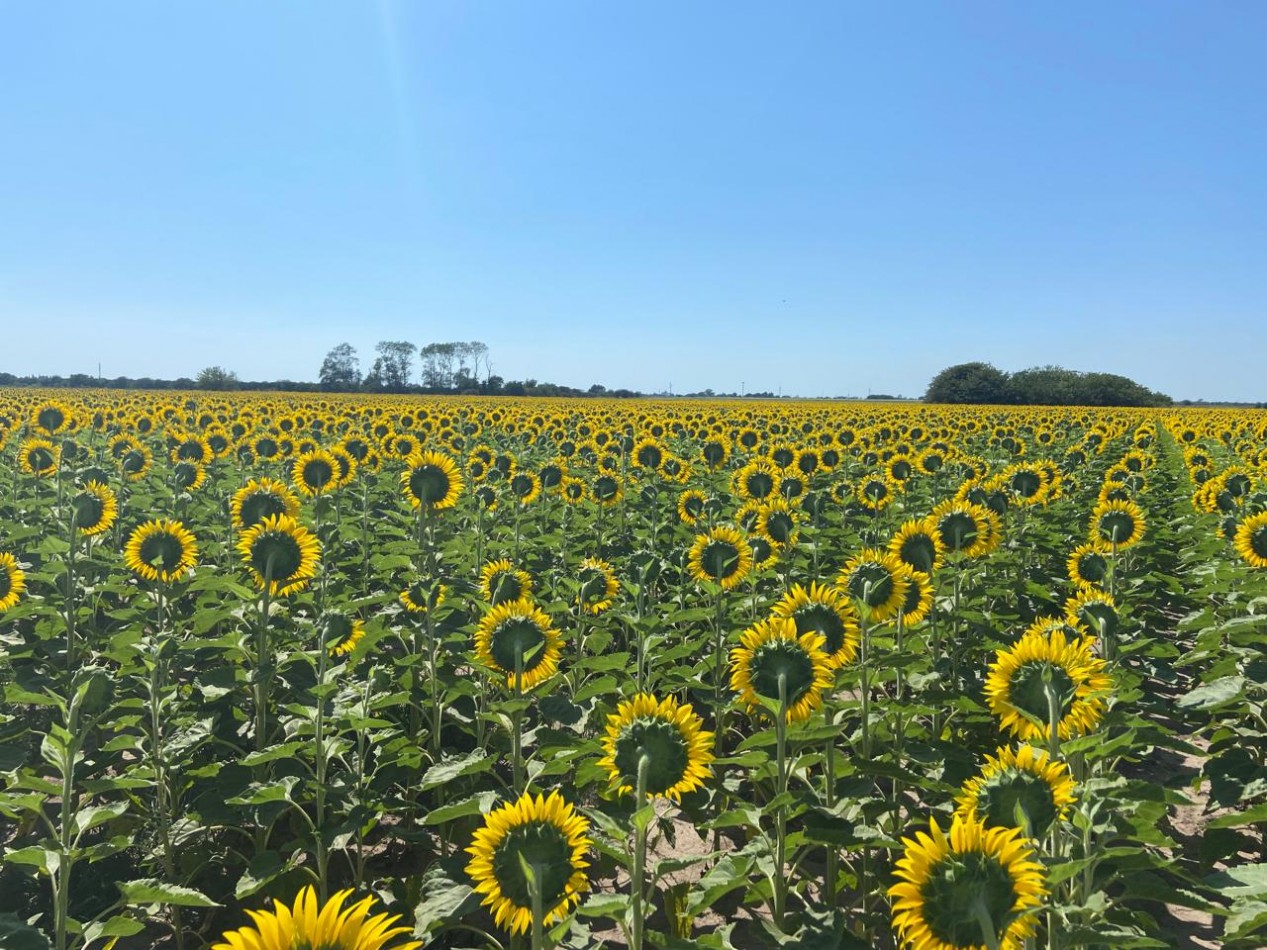 Campo de 85 hectareas agricolas en San Nicolas