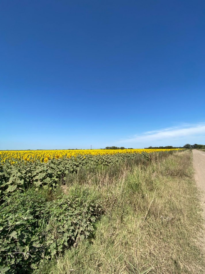 Campo de 85 hectareas agricolas en San Nicolas