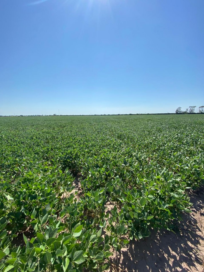 Campo de 85 hectareas agricolas en San Nicolas