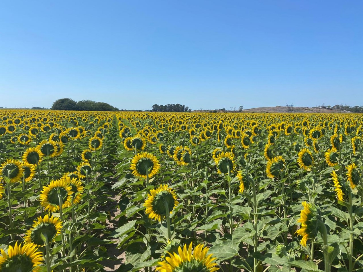 Campo de 85 hectareas agricolas en San Nicolas