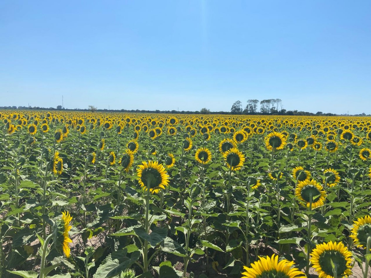 Campo de 85 hectareas agricolas en San Nicolas