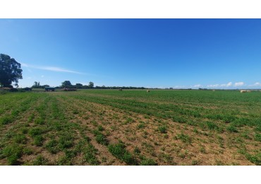 Campo agricola de 40 hectareas en Rueda (Santa Fe)