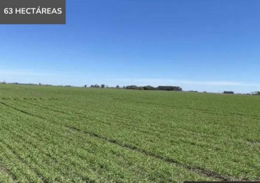Campo mixto de 63 hectareas en General Rojo