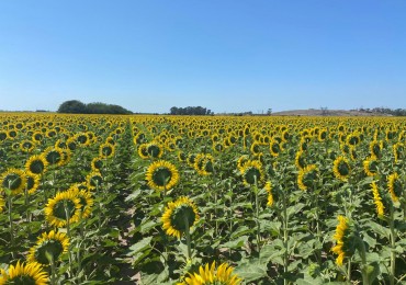 Campo de 85 hectareas agricolas en San Nicolas